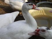 Индоутки, продаю! живьем. лето 2011