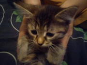 Милые котята ищут дом