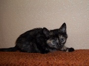 Прелестные котята в добрые ручки!