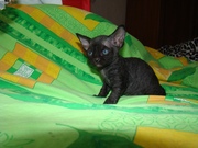 котята девон рекс