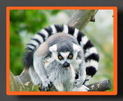  Капуцин,  Лори,  Мартышка,   Лемур Саймири,  Тамарин,  Макака,  Мангобей,  И