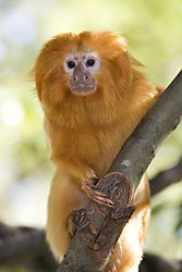 ИГРУНКИ продам карликовых мармазеток