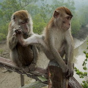 МАКАКА  Продам ручных макак