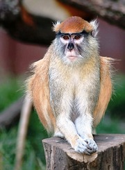 МАРТЫШКА ПАТАС  продам