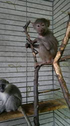 ГАМАДРИЛ ПАВИАН ручной продам