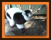  Капуцин,  Лори,  Мартышка,   Лемур Саймири,  Тамарин,  Макака,  Мангобей,  