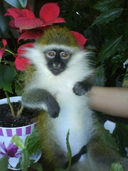  МАРТЫШКА продам,  ручные обезьяны 