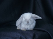 Карликовые вислоухие кролики