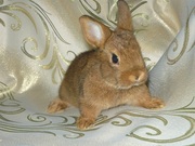 Кролик цветной карлик