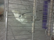 соломоновый какаду