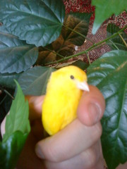 Продам канареек собственного разведения