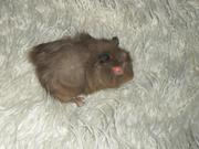 Морские свинки,  породистые