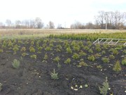 Туя канадская и декоративная