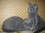 Котенок Русской голубой