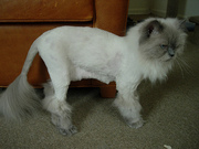 Стрижка собак,  кошек