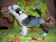 щенки КХС голые и пуховые