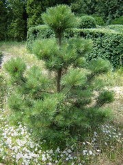 Продаю живую пушистую сосну