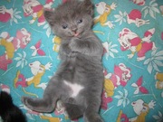 милые котята отдадим в добрые руки