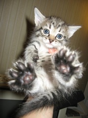 Пушистые и веселые котята ищут хозяев