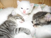 Ищут новых хозяев очаровательные котята