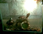 продам недорого парочку красноухих черепах