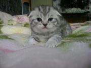 продажа шотландских котят