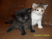 Котёнок , девочка, чёрная 1, 5 месяца
