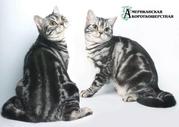 Котята американские короткошёрстные