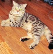 Ищем британскую кошечку для вязки в любое время