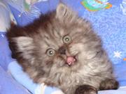 Сибирские котята