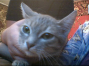 отдам в добрые руки 