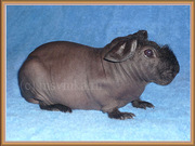 Куплю/приму в дар Морскую свинку (Скинни)