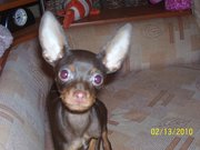 ИЩУ ДЕВОЧКУ ДЛЯ ВЯЗКИ, ПОРОДА ТОЙ-ТЕРЬЕР! СРОЧНО!