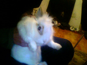 Декоративный кролик с клеткой и всем необходимым.