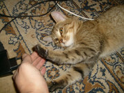 Отдам красивую кошечку в добрые руки