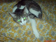 КОШКА обычной породы