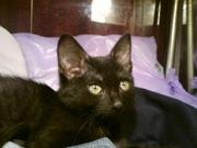 Отдам в добрые руки ласкового котенка