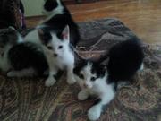 Отдам котят в хорошие руки Томск