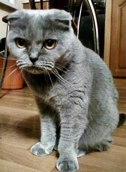 ищу кота для вязки !!!! срочно!!!