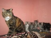 Котята Курильский бобтейл