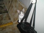 Отдам котика в добрые руки