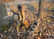 Сайт помощи бездомным животным Зоокомпас