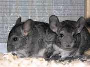 шиншилловая ферма на дому