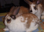 Декоративные кролики