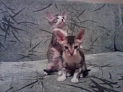 продам котят сфинкса тигрового окраса,  около двух. мс,  без родословной