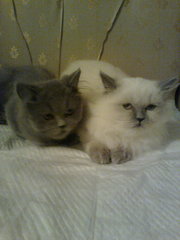 продам котят британцев-хайлендов