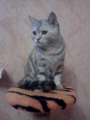 Кошечка шотландская чистокровная