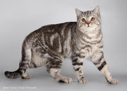 Котик шотландский, чистокровный, крупный