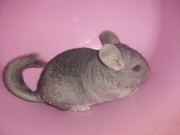 Шиншиллы (дев.) разных окрасов.