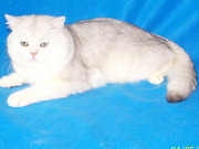 Британские и Шотландские вислоухие котята Серебристая и Золотая Шиншил